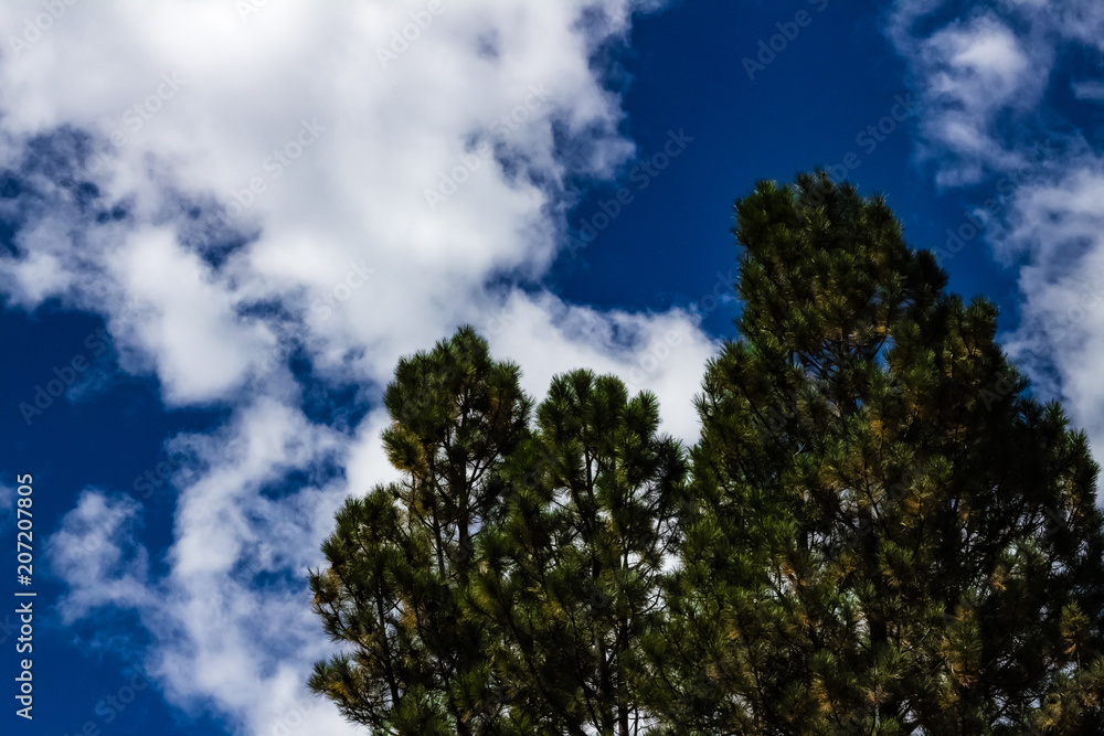 Cloudy sky with pines - 1254 Cloudy sky with pines - 1254