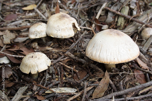 Wild Mushrooms growing in an Australian garden, late May.