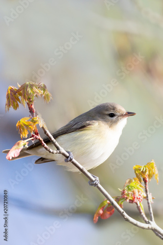 Warbling Vireo 03