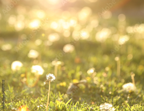 A blurred background from grass and dandelions in the spring.