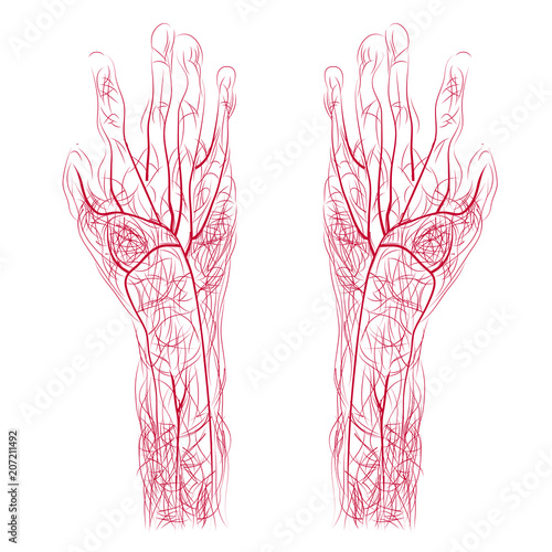  Hand drawn human hand blood vessels in silhouette