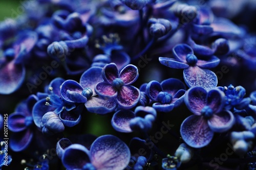 Close-up view of purple hydrangea flowers