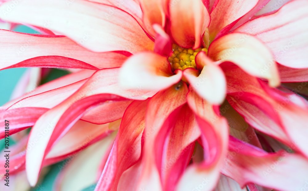 Fototapeta premium Macro Floral Photo
