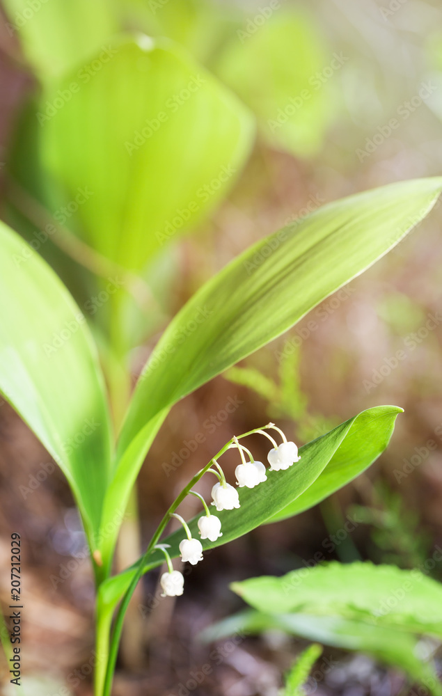 Obraz premium lily of the valley