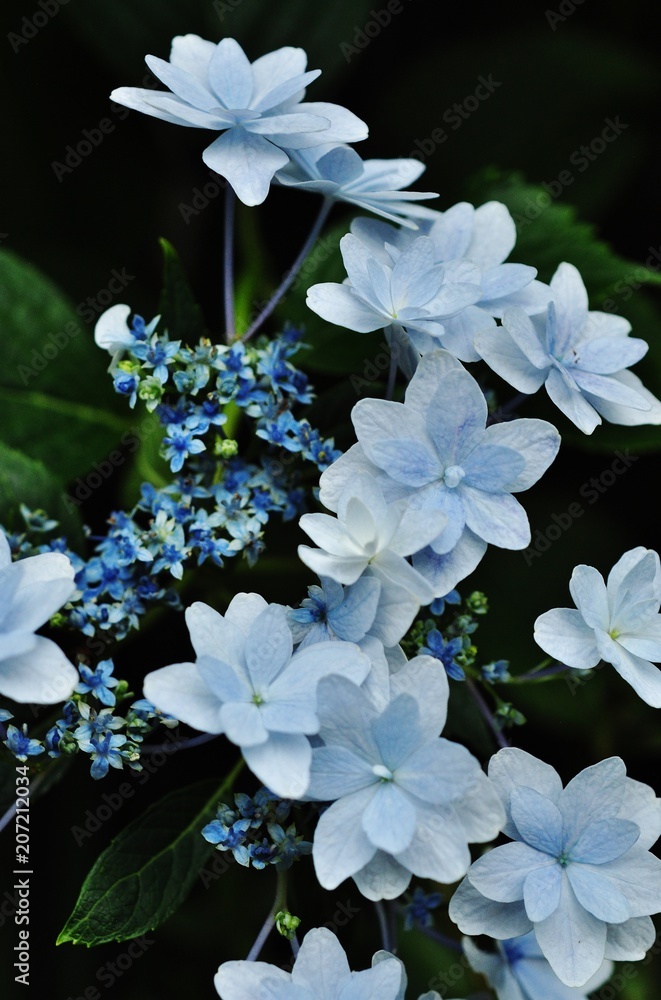 Close-up view of blue hydrangea flowers Close-up view of blue hydrangea flowers