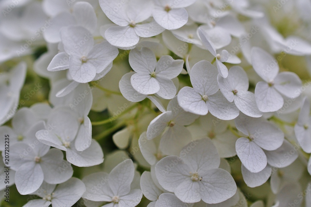 Close-up view of white hydrangea flowers Close-up view of white hydrangea flowers