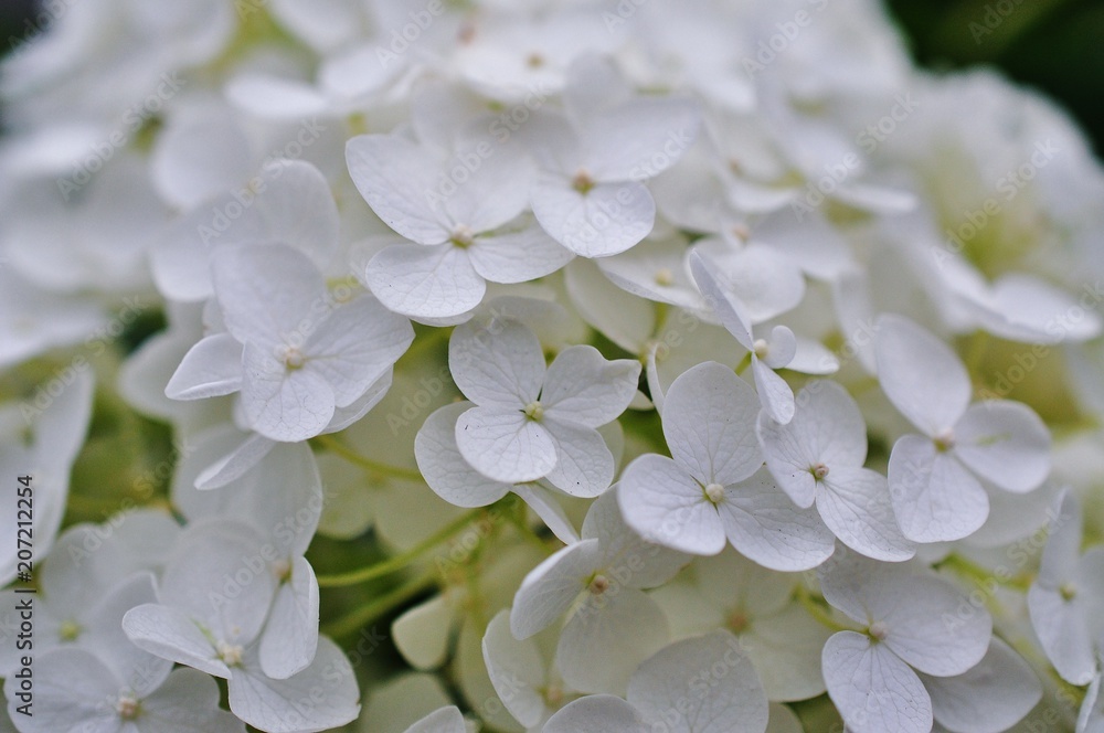 Close-up view of white hydrangea flowers