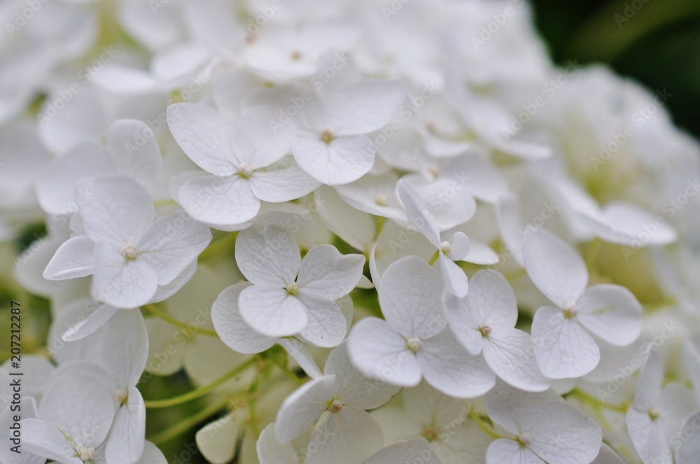 Close-up view of white hydrangea flowers Close-up view of white hydrangea flowers