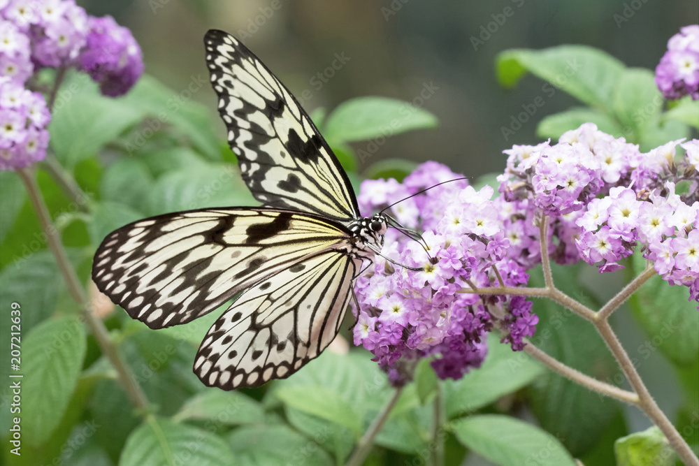 Naklejka premium Photograph of a Paper Kite Butterfly feeding on purple Heliotrope flowers