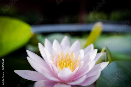 beautiful lotus flower on the water after rain in garden  nature concept.