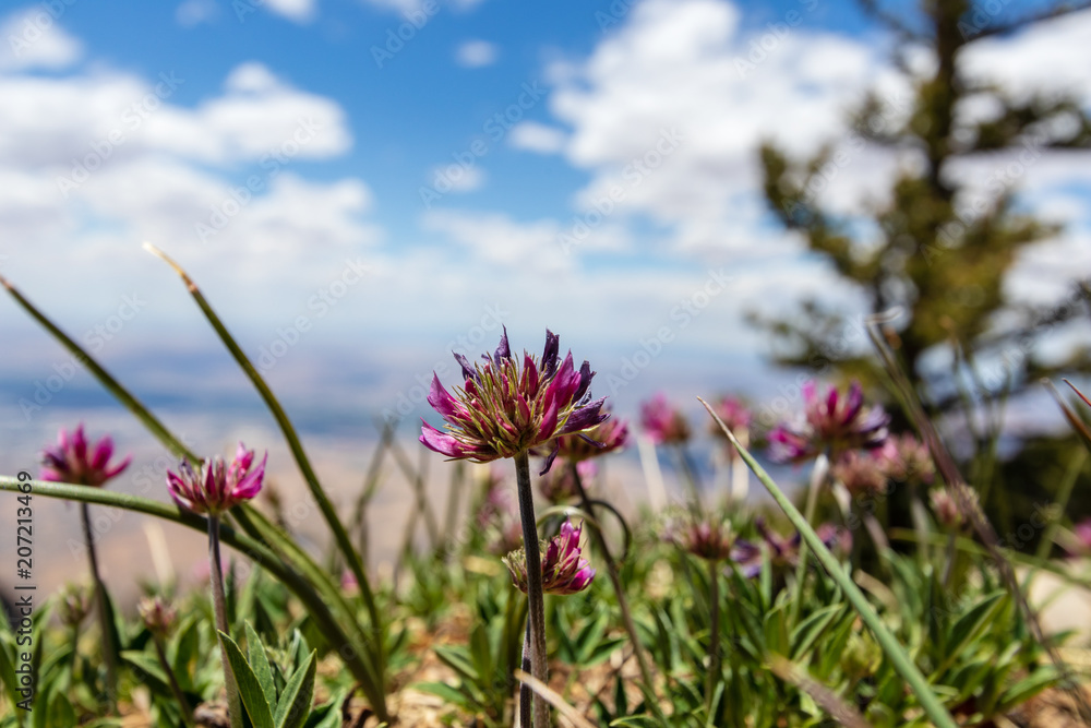 Mountain flowers Mountain flowers