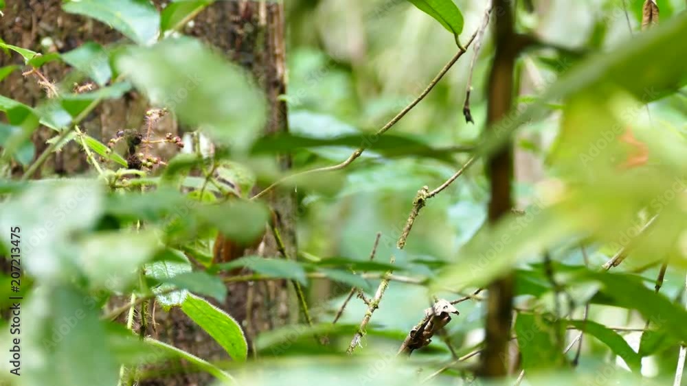 Sharp macro shot of tiny green bird in the wild Sharp macro shot of tiny green bird in the wild
