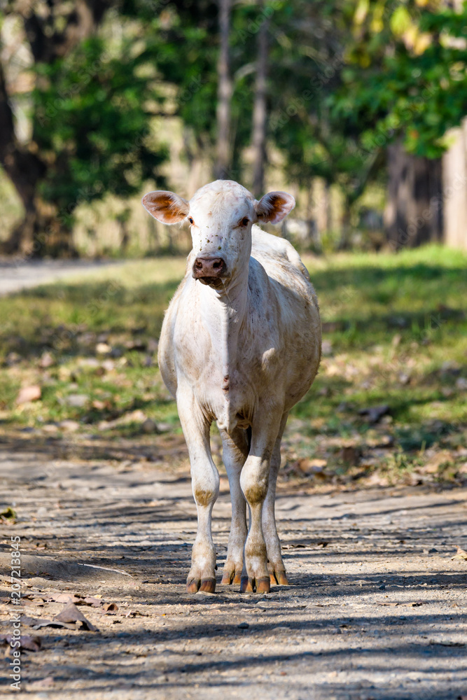 Fototapeta premium Vertical portrait of a white cow standing on a country road in Costa Rica 