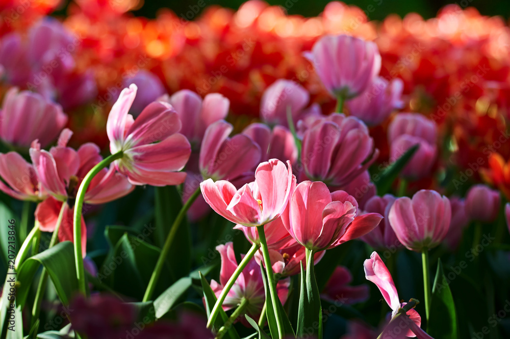Tulips in full bloom in the botanical garden. Tulips in full bloom in the botanical garden.