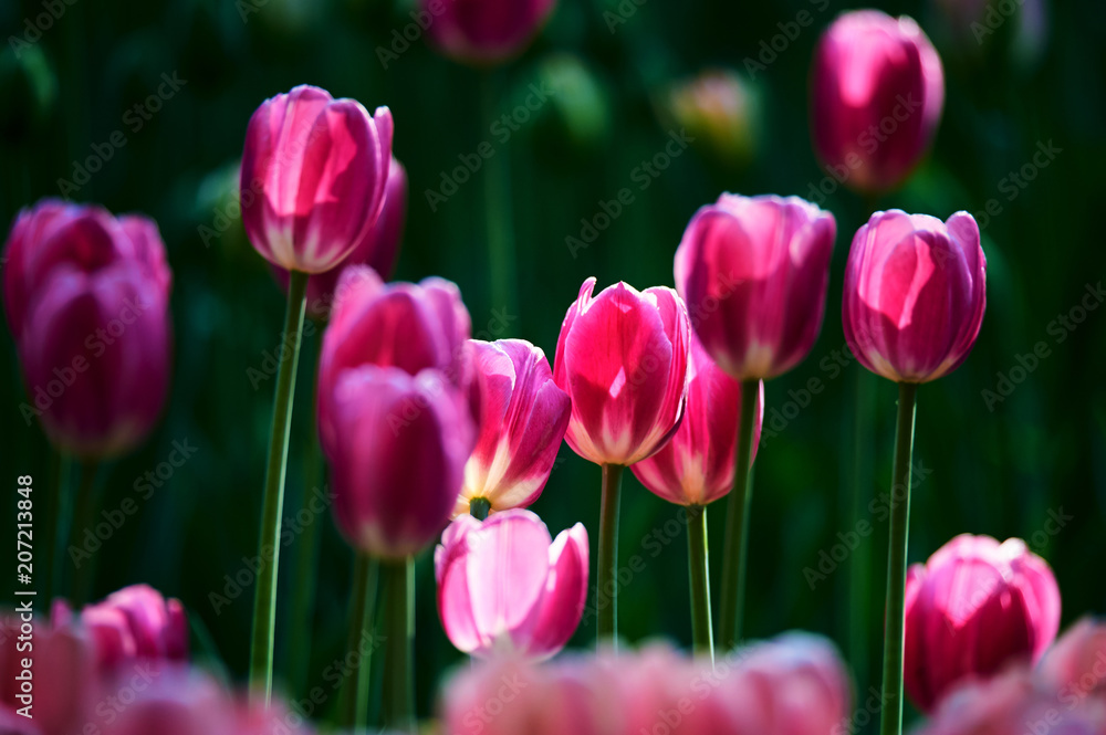 Fototapeta premium Tulips in full bloom in the botanical garden.