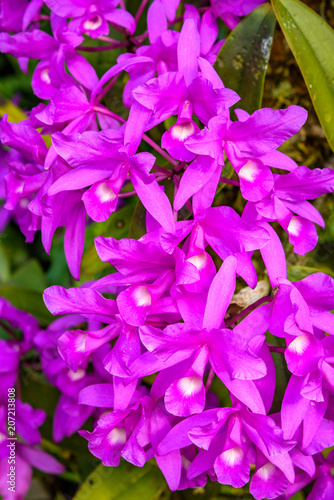 Close up of pink purple orchids in a flower garden
