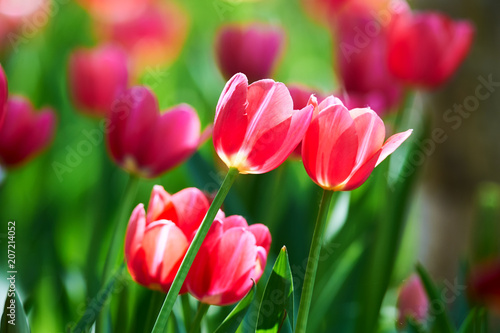 Tulips in full bloom in the botanical garden.