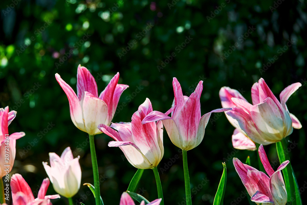 Tulips in full bloom in the botanical garden. Tulips in full bloom in the botanical garden.