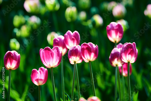 Tulips in full bloom in the botanical garden.