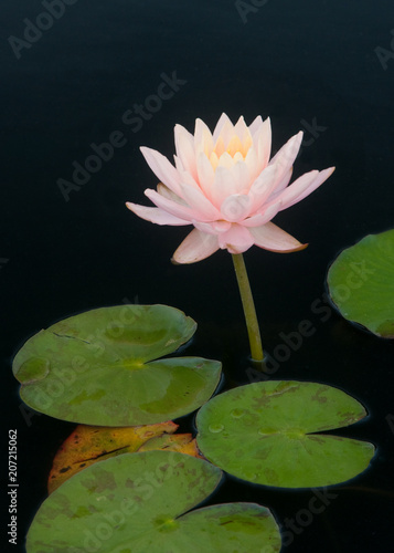 HARDY WATERLILY - NYMPHAEA  CLYDE IKINS 