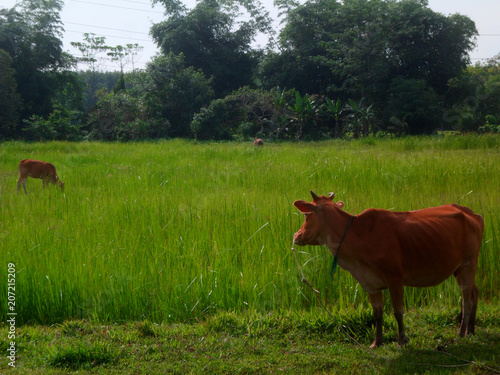 cows grass meadow