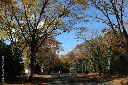 筑波大学　風景 photo