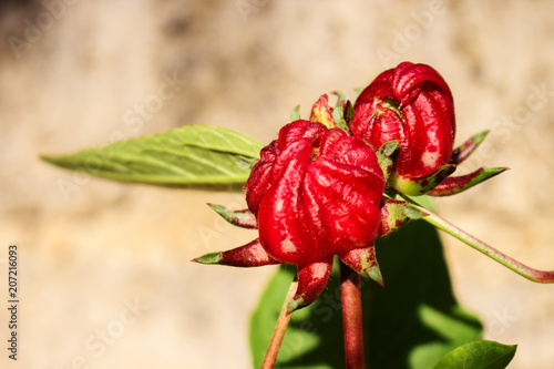 Imperfect Red Rosella Pod photo