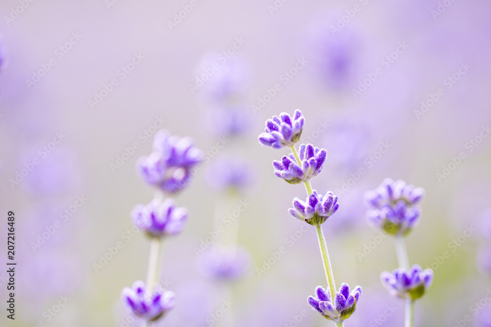Fototapeta premium Sunset over a violet lavender field