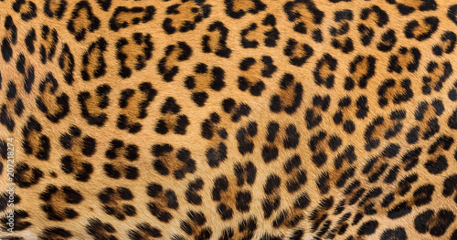 Leopard fur background. photo