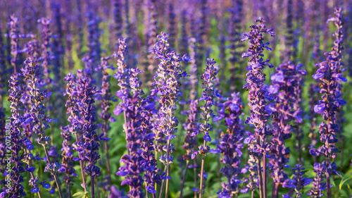 Lavender Flowers field.