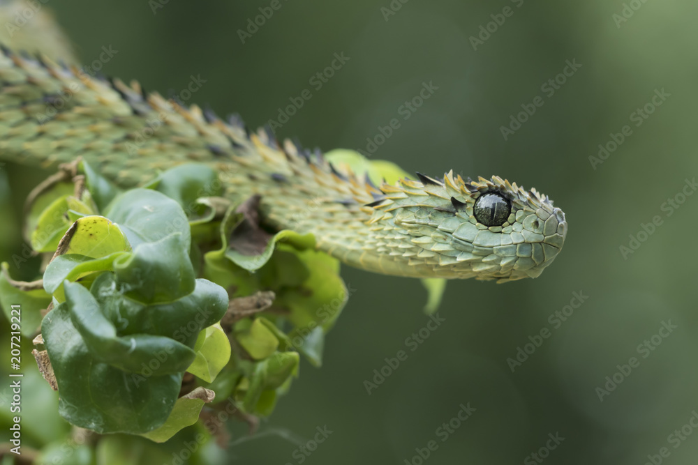 Hairy Bush Viper Atheris Hispida Stock Image - Image of hispida, predator:  140544789