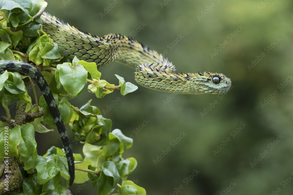 Spiny bush viper / Atheris hispida, The spiny bush viper is…