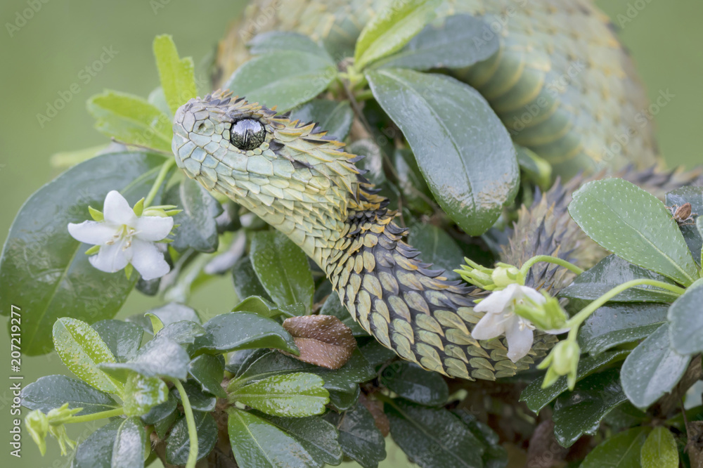 Hairy Bush Viper (Atheris hispida) - Venomous Snake Stock Photo