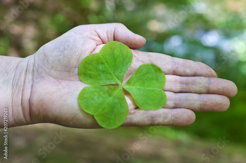 Holding fresh sorrel (oxalis) in hand/Clover looking plant in hand