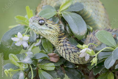 Handsome hairy busy viper (Atheris hispida) photographed by  @mark_kostich_photography TRR is made possible by @reptilebasics #venomous…