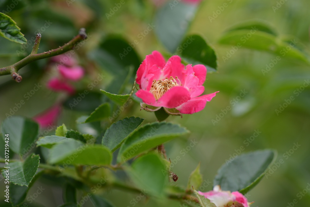 Obraz premium Single-flowered Climbing roses