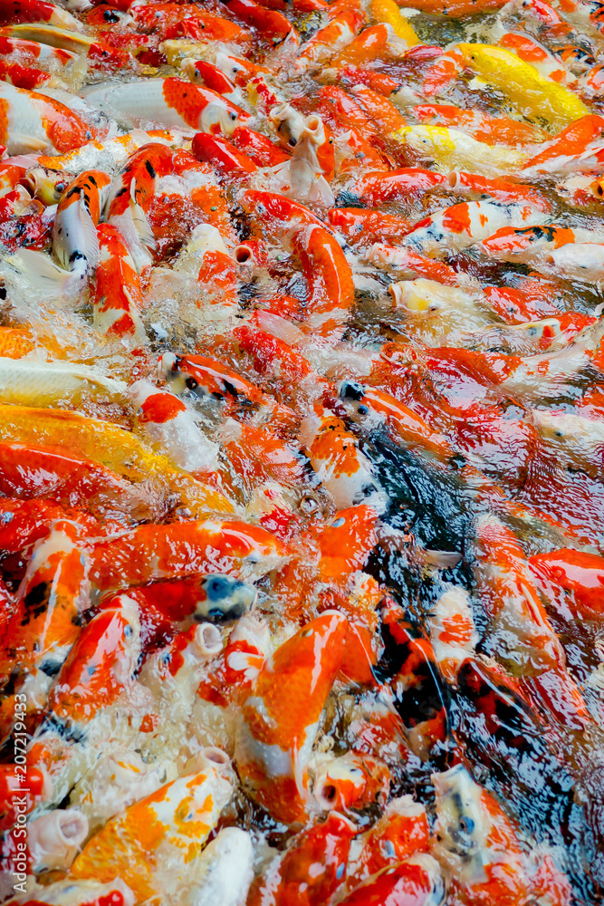 carp fish pond background, colorful background, Fancy carp, nice fish carp fish pond background, colorful background, Fancy carp, nice fish