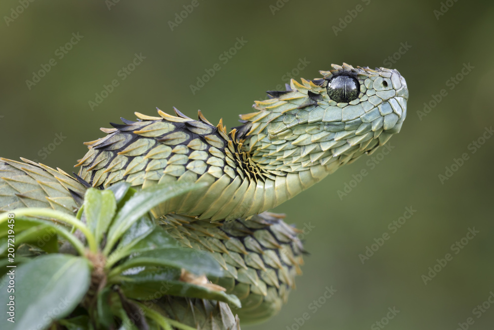 Close-up of a Hairy Bush Viper (Atheris hispida) - Venomous Snake