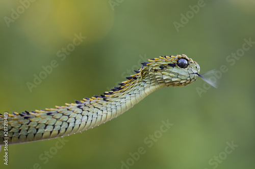 Hairy Bush Viper (Atheris hispida) flicking tongue- Venomous Snake