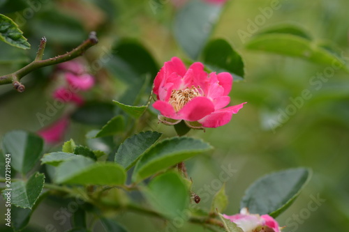 Single-flowered Climbing roses