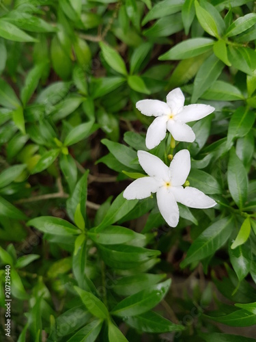 White gardenia taitensis with green leaves.