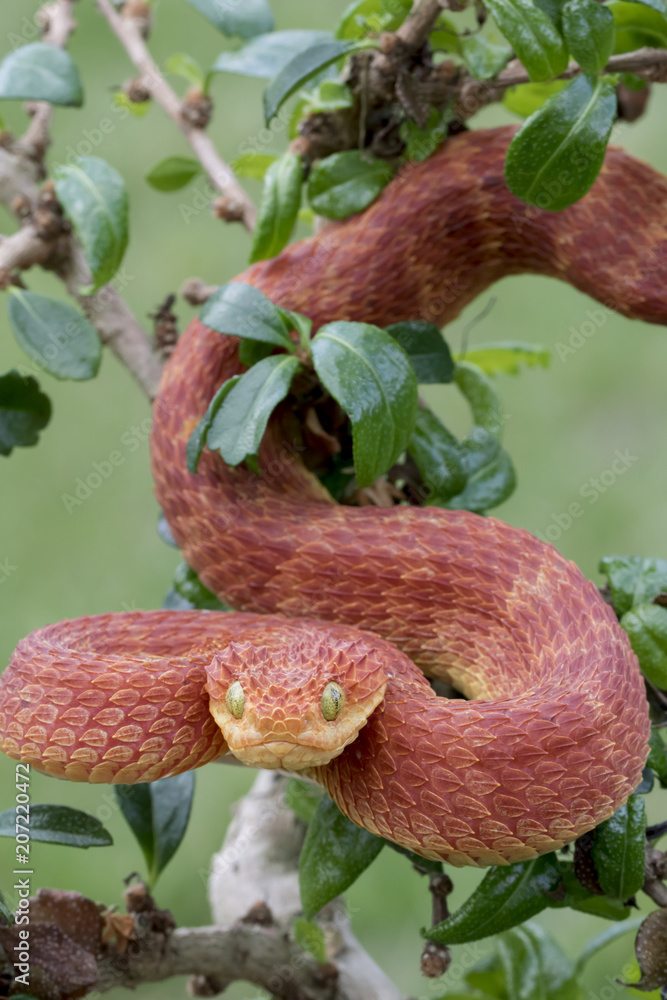 Venomous Bush Viper Atheris Squamigera Tree Stock Photo by ©xtrekx 568641852