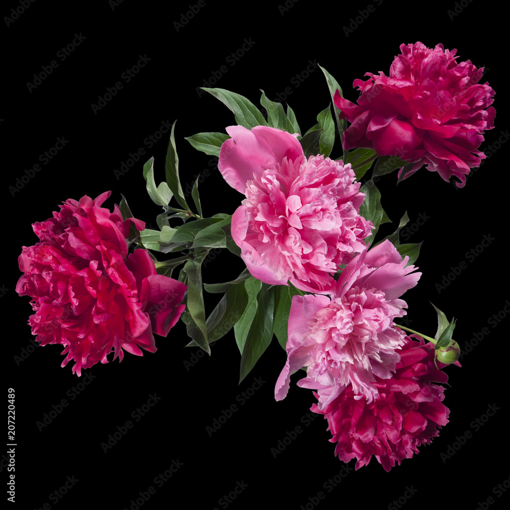 Top view of a bouquet of pink and red peonies