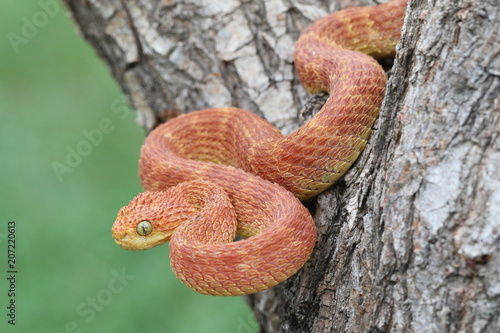 Venomous Male Bush Viper (Atheris squamigera) Snake descending from tree- red