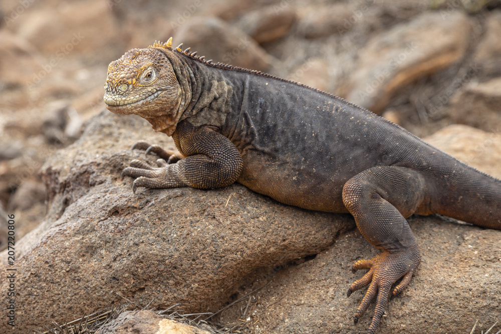 Galapagos Land Lguana (Conolophus subcristatus) in Galapagos Isl Galapagos Land Lguana (Conolophus subcristatus) in Galapagos Isl