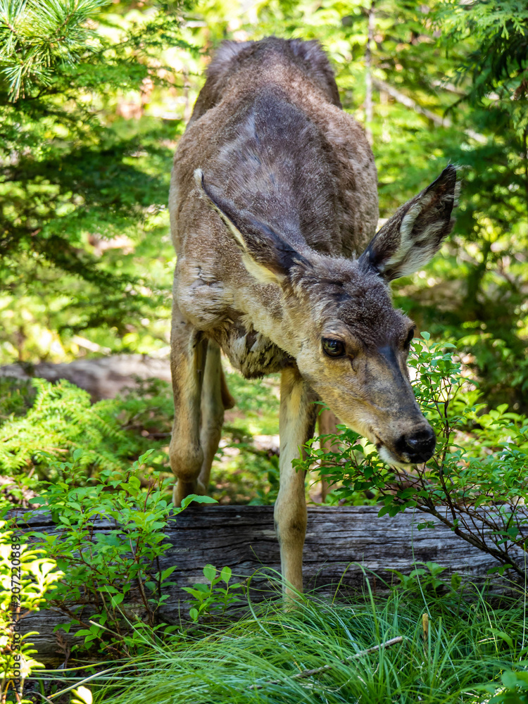 A young female deer seems to not mind the camera on Sperry Trail in Glacier National Park, Montana on a beautiful spring afternoon. A young female deer seems to not mind the camera on Sperry Trail in Glacier National Park, Montana on a beautiful spring afternoon.