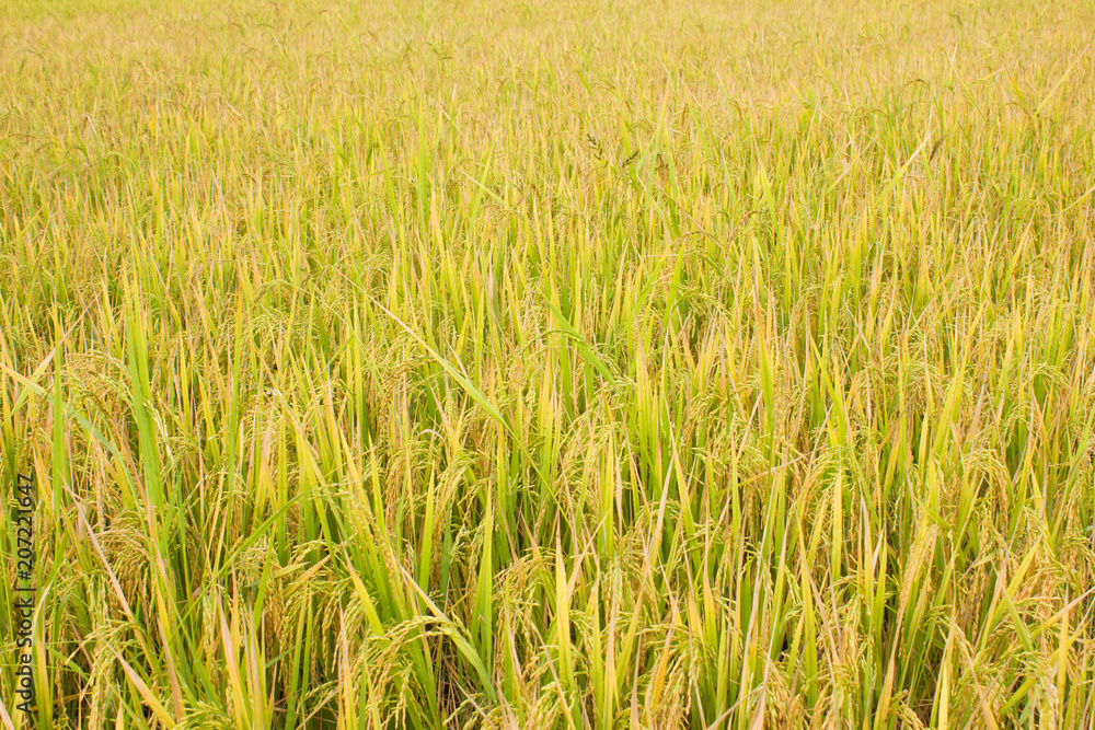 rice field in north Thailand, nature food landscape background. rice field in north Thailand, nature food landscape background.