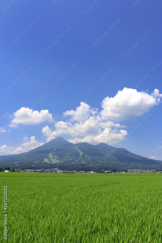 Fototapeta premium 夏の田んぼと磐梯山（福島県・猪苗代町）