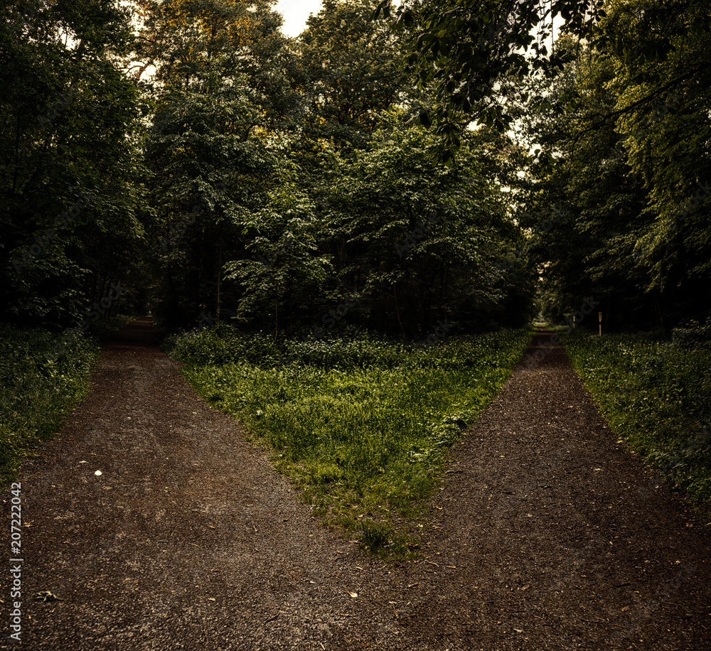 Zwei Wege im Wald