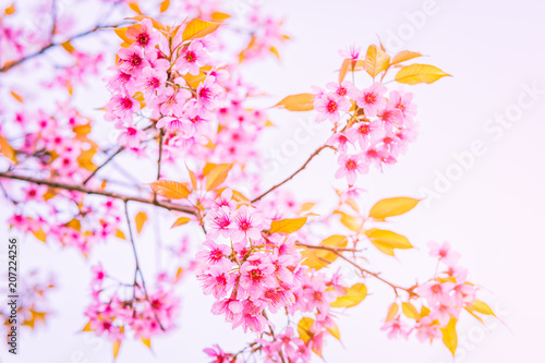 Wild Himalayan Cherry